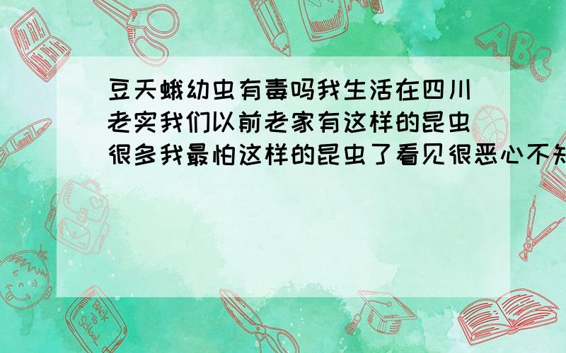 豆天蛾幼虫有毒吗我生活在四川老实我们以前老家有这样的昆虫很多我最怕这样的昆虫了看见很恶心不知道有毒吗请专家说说