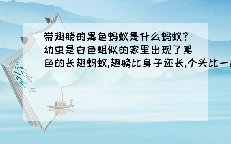 带翅膀的黑色蚂蚁是什么蚂蚁?幼虫是白色蛆似的家里出现了黑色的长翅蚂蚁,翅膀比身子还长,个头比一般的黄色蚂蚁大一倍而且是窝外边一大群黑色带翅膀的,窝里的幼虫是个头比黑色蚂蚁还