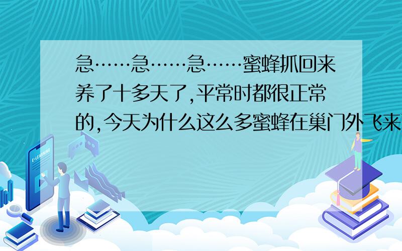 急……急……急……蜜蜂抓回来养了十多天了,平常时都很正常的,今天为什么这么多蜜蜂在巢门外飞来飞去今天为什么老是在巢外飞来飞去而且很多到底怎么回事啊?