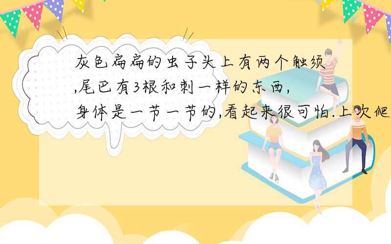 灰色扁扁的虫子头上有两个触须,尾巴有3根和刺一样的东西,身体是一节一节的,看起来很可怕.上次爬到我家蚊帐上,吓死了,电蚊拍电得快死了,那时候急得去上课,我就不管他了,就放在那里了,