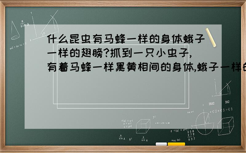 什么昆虫有马蜂一样的身体蛾子一样的翅膀?抓到一只小虫子,有着马蜂一样黑黄相间的身体,蛾子一样的黑翅膀,上有白色斑点