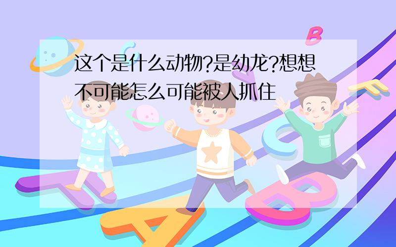 这个是什么动物?是幼龙?想想不可能怎么可能被人抓住