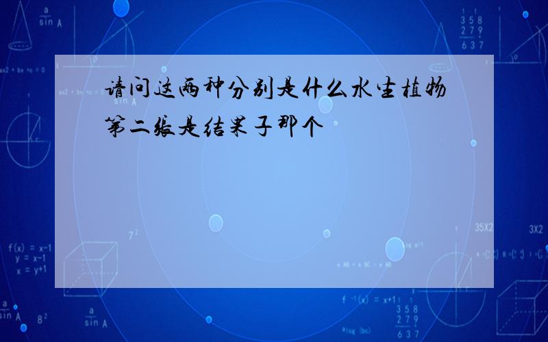 请问这两种分别是什么水生植物第二张是结果子那个