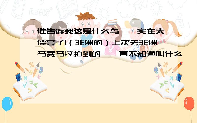 谁告诉我这是什么鸟哇,实在太漂亮了!（非洲的）上次去非洲马赛马拉拍到的,一直不知道叫什么,