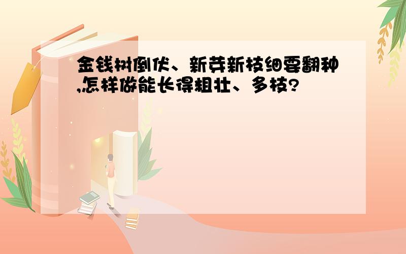 金钱树倒伏、新芽新枝细要翻种,怎样做能长得粗壮、多枝?