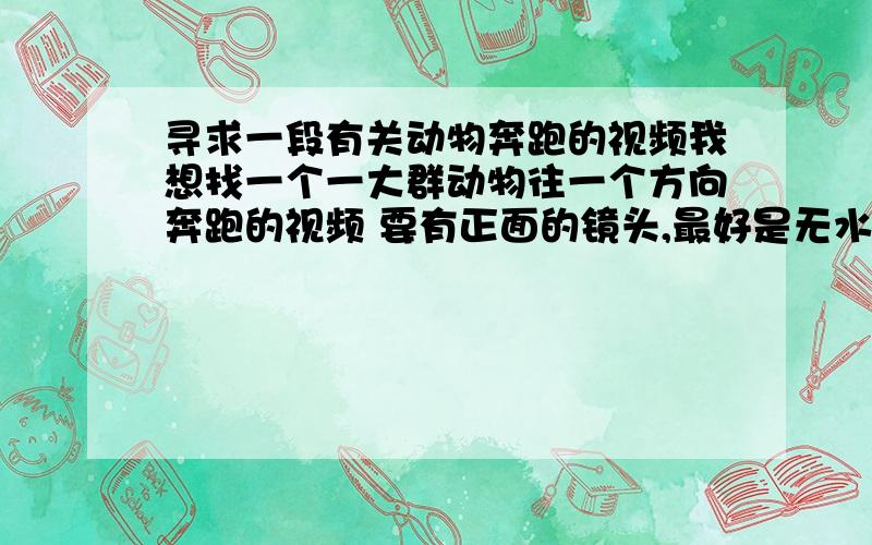 寻求一段有关动物奔跑的视频我想找一个一大群动物往一个方向奔跑的视频 要有正面的镜头,最好是无水印的,镜头要几秒钟就可以,我自己实在是找不到了