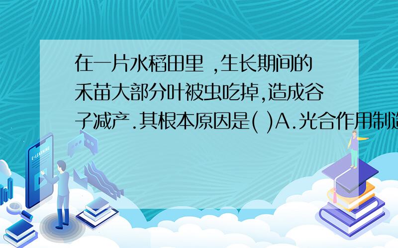 在一片水稻田里 ,生长期间的禾苗大部分叶被虫吃掉,造成谷子减产.其根本原因是( )A.光合作用制造有机物减少B.光合作用放出的氧气减少C.呼吸作用分解的有机物减少D.蒸腾作用散失的水分减