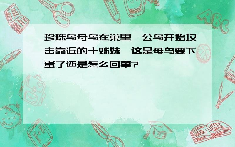 珍珠鸟母鸟在巢里,公鸟开始攻击靠近的十姊妹,这是母鸟要下蛋了还是怎么回事?