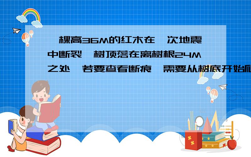 一棵高36M的红木在一次地震中断裂,树顶落在离树根24M之处,若要查看断痕,需要从树底开始爬多高?