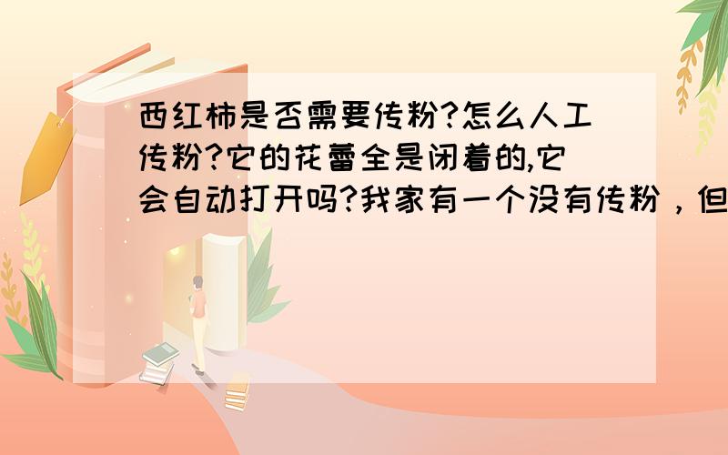 西红柿是否需要传粉?怎么人工传粉?它的花蕾全是闭着的,它会自动打开吗?我家有一个没有传粉，但也结果了。