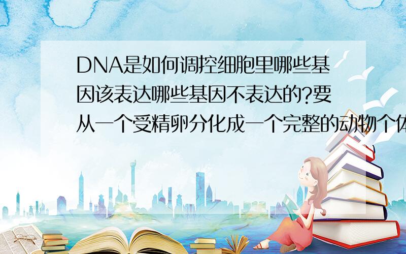 DNA是如何调控细胞里哪些基因该表达哪些基因不表达的?要从一个受精卵分化成一个完整的动物个体,DNA应该会有一套非常复杂的调控系统吧?这样的表达变化是通过哪些途径实现的呢?3Q