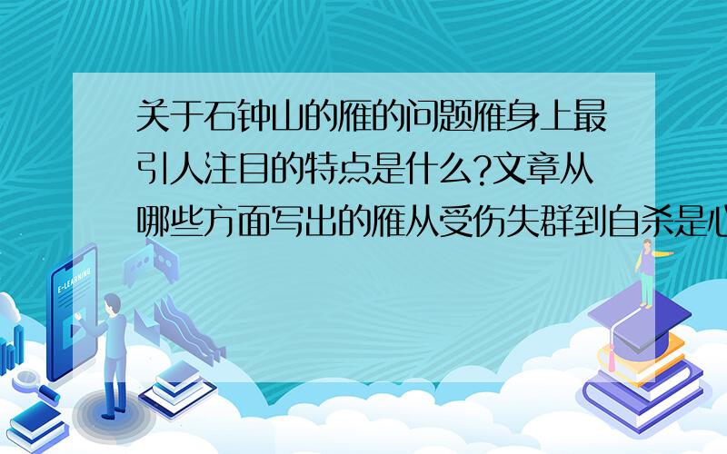 关于石钟山的雁的问题雁身上最引人注目的特点是什么?文章从哪些方面写出的雁从受伤失群到自杀是心情是怎么样的?结合文章具体句子