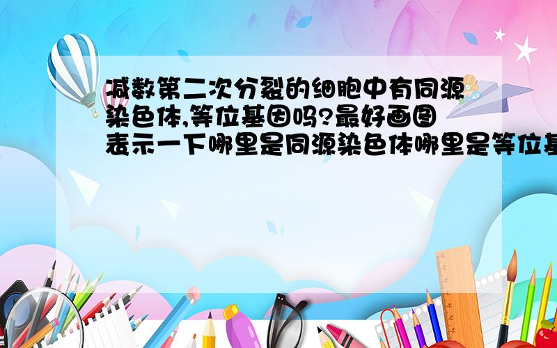 减数第二次分裂的细胞中有同源染色体,等位基因吗?最好画图表示一下哪里是同源染色体哪里是等位基因.谢谢〜〜