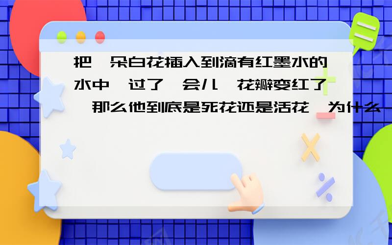 把一朵白花插入到滴有红墨水的水中,过了一会儿,花瓣变红了,那么他到底是死花还是活花,为什么