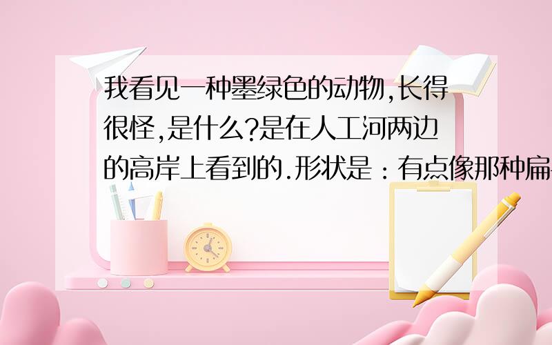 我看见一种墨绿色的动物,长得很怪,是什么?是在人工河两边的高岸上看到的.形状是：有点像那种扁平的而且鳍像翅膀的观赏鱼,还有一条尾巴.大小差不多有10厘米.花纹是墨绿色的底,上面有些