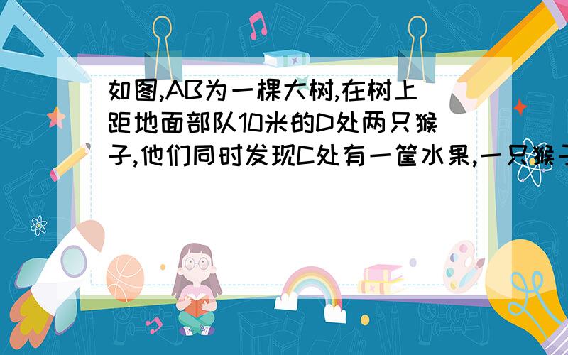 如图,AB为一棵大树,在树上距地面部队10米的D处两只猴子,他们同时发现C处有一筐水果,一只猴子从D处往上爬到树顶A处,又沿滑绳AC滑到C处,另一只猴子从D滑到B,再由B跑到C处,已知两只猴子所经