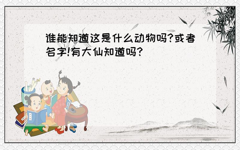 谁能知道这是什么动物吗?或者名字!有大仙知道吗?