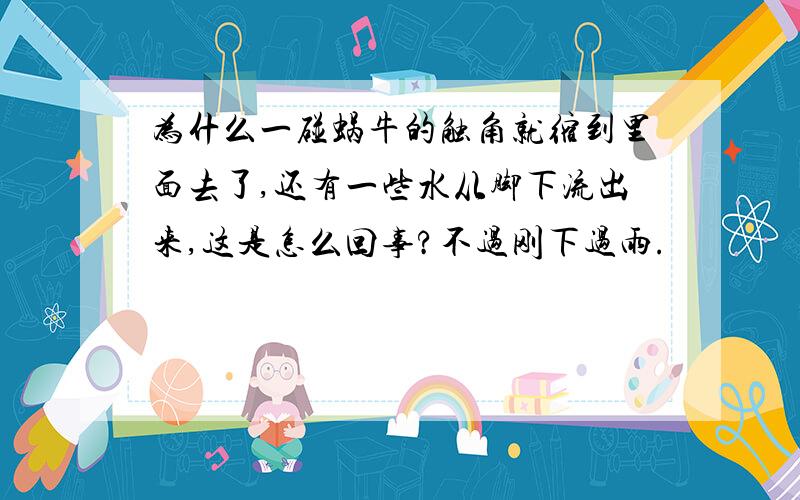 为什么一碰蜗牛的触角就缩到里面去了,还有一些水从脚下流出来,这是怎么回事?不过刚下过雨.