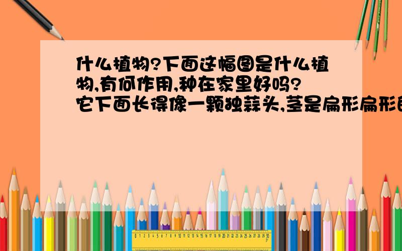 什么植物?下面这幅图是什么植物,有何作用,种在家里好吗?它下面长得像一颗独蒜头,茎是扁形扁形的!