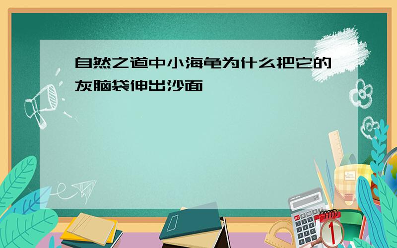 自然之道中小海龟为什么把它的灰脑袋伸出沙面