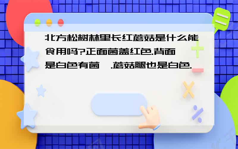 北方松树林里长红蘑菇是什么能食用吗?正面菌盖红色.背面,是白色有菌褶.蘑菇腿也是白色.