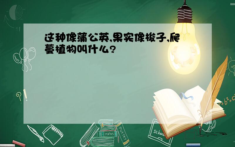 这种像蒲公英,果实像梭子,爬蔓植物叫什么?