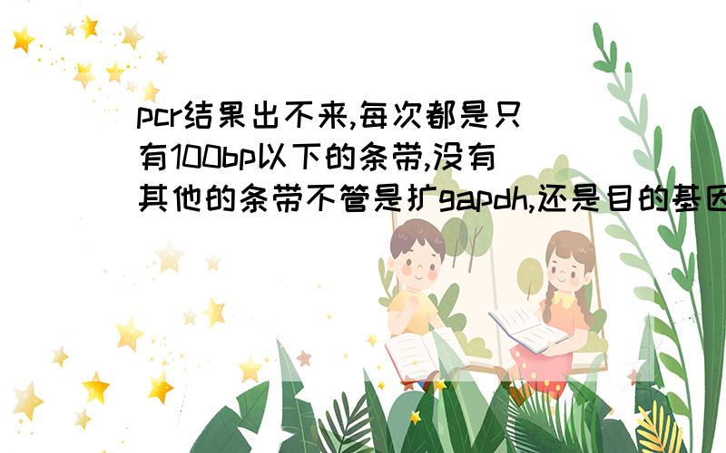 pcr结果出不来,每次都是只有100bp以下的条带,没有其他的条带不管是扩gapdh,还是目的基因,都是只在100bpmarker下有一个条带,其他地方没有任何条带,扩的gapdh应该在200bp左右,RNA纯度分析每次结果