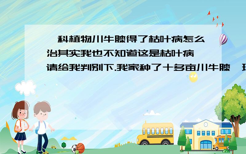 苋科植物川牛膝得了枯叶病怎么治其实我也不知道这是枯叶病,请给我判别下.我家种了十多亩川牛膝,现在才刚刚出土十公分的样子吧,现在发现有些叶子枯黄、有斑点、卷曲,像开水烫的一样.