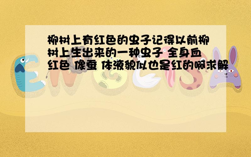 柳树上有红色的虫子记得以前柳树上生出来的一种虫子 全身血红色 像蚕 体液貌似也是红的啊求解