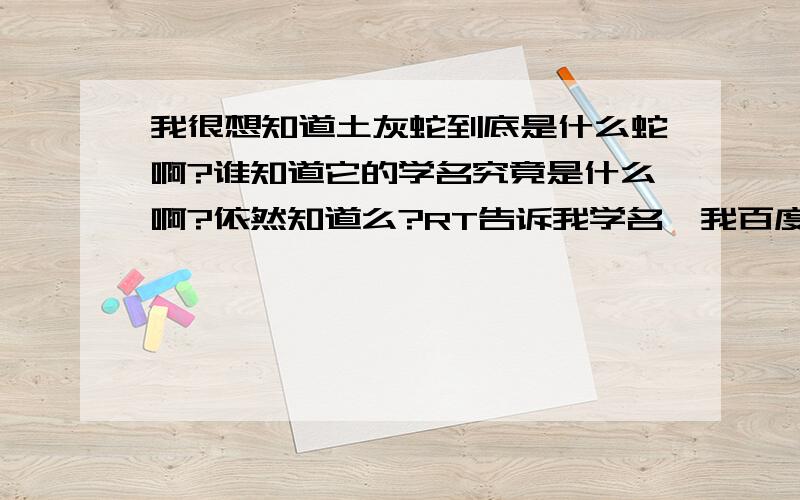 我很想知道土灰蛇到底是什么蛇啊?谁知道它的学名究竟是什么啊?依然知道么?RT告诉我学名,我百度了看下长啥样