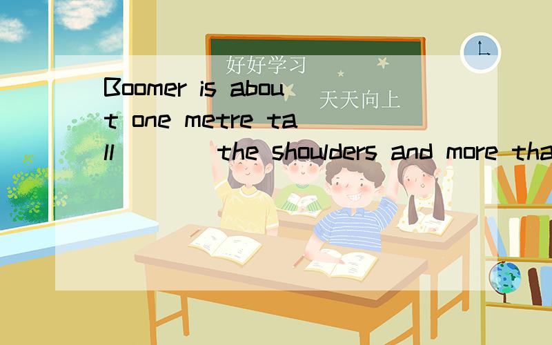 Boomer is about one metre tall____the shoulders and more than 2.1 metres long from his nose to thetail.A.in B.from C.at D.between