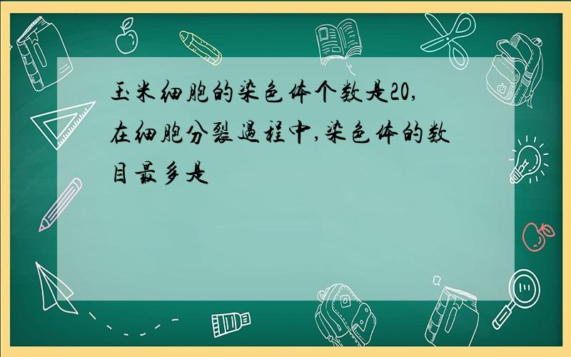 玉米细胞的染色体个数是20,在细胞分裂过程中,染色体的数目最多是