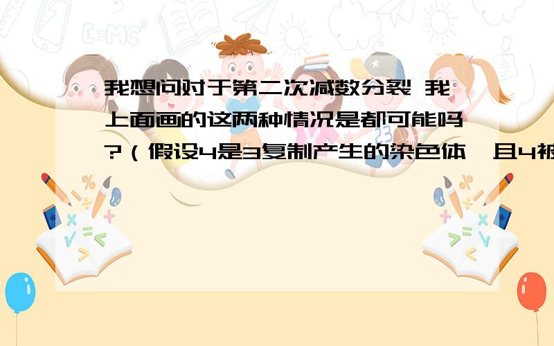 我想问对于第二次减数分裂 我上面画的这两种情况是都可能吗?（假设4是3复制产生的染色体  且4被同位素标记过）