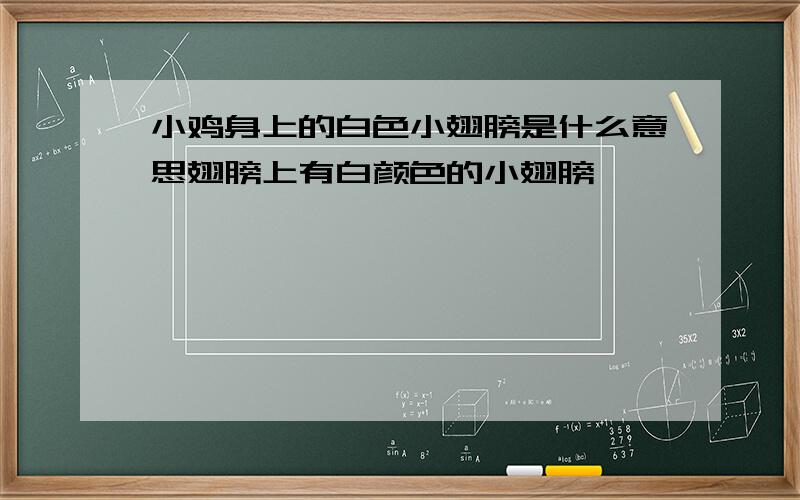 小鸡身上的白色小翅膀是什么意思翅膀上有白颜色的小翅膀