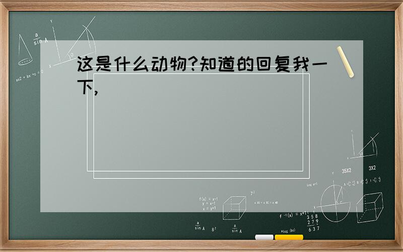 这是什么动物?知道的回复我一下,