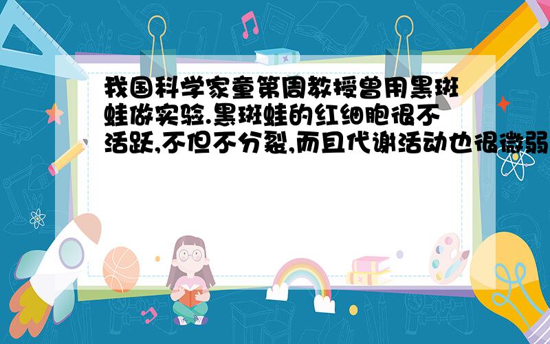 我国科学家童第周教授曾用黑斑蛙做实验.黑斑蛙的红细胞很不活跃,不但不分裂,而且代谢活动也很微弱.但是,将其细胞的核移植到了黑斑蛙的去核卵中,这个原来不活跃的细胞 核在改换了的细