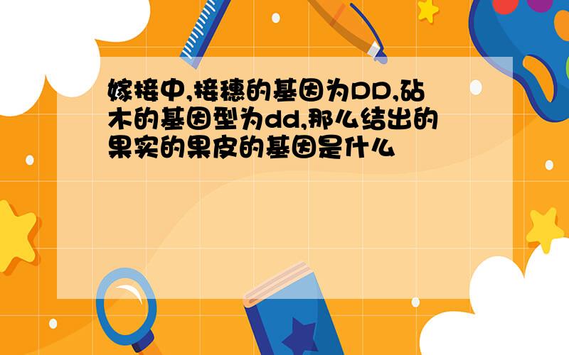 嫁接中,接穗的基因为DD,砧木的基因型为dd,那么结出的果实的果皮的基因是什么