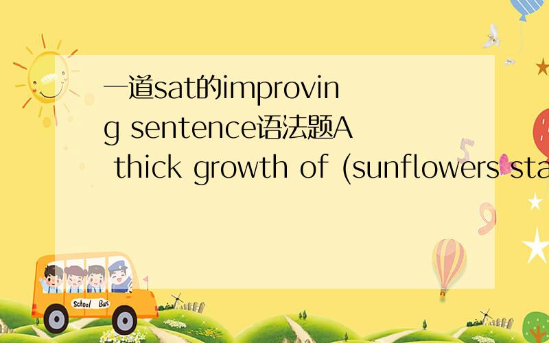 一道sat的improving sentence语法题A thick growth of (sunflowers standing ten feet tall,their brown heads drooped) over the fence with the weight of their seeds.(A)~(B)standing ten feet tall,their brown heads drooping(C)standing ten feet tall,and