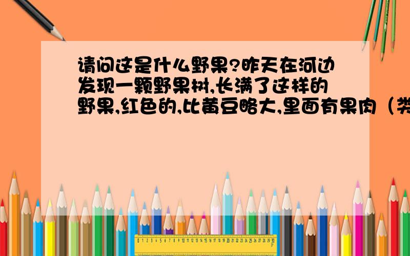 请问这是什么野果?昨天在河边发现一颗野果树,长满了这样的野果,红色的,比黄豆略大,里面有果肉（类似葡萄的那种果肉）,然后也有籽（类似葡萄的那种籽）,味道有点酸甜,但是应该不是葡