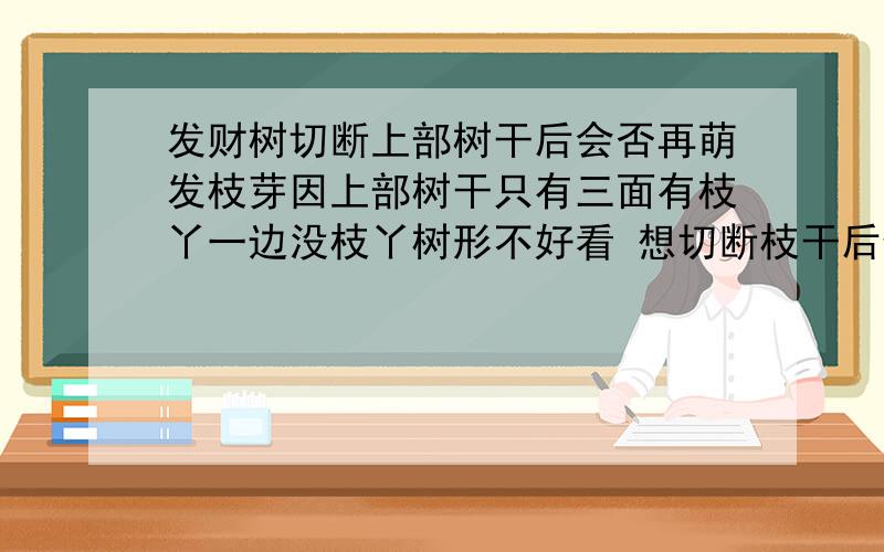 发财树切断上部树干后会否再萌发枝芽因上部树干只有三面有枝丫一边没枝丫树形不好看 想切断枝干后使其从四周长出枝芽 不知可否 树会死吗