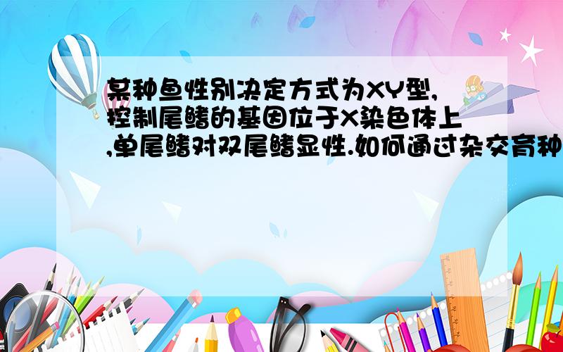 某种鱼性别决定方式为XY型,控制尾鳍的基因位于X染色体上,单尾鳍对双尾鳍显性.如何通过杂交育种培育出在鱼苗期就能识别出雌雄的鱼苗?