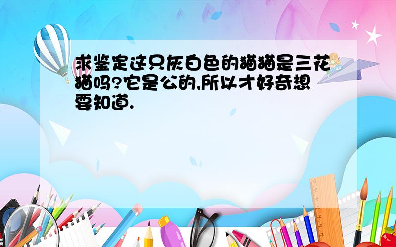 求鉴定这只灰白色的猫猫是三花猫吗?它是公的,所以才好奇想要知道.