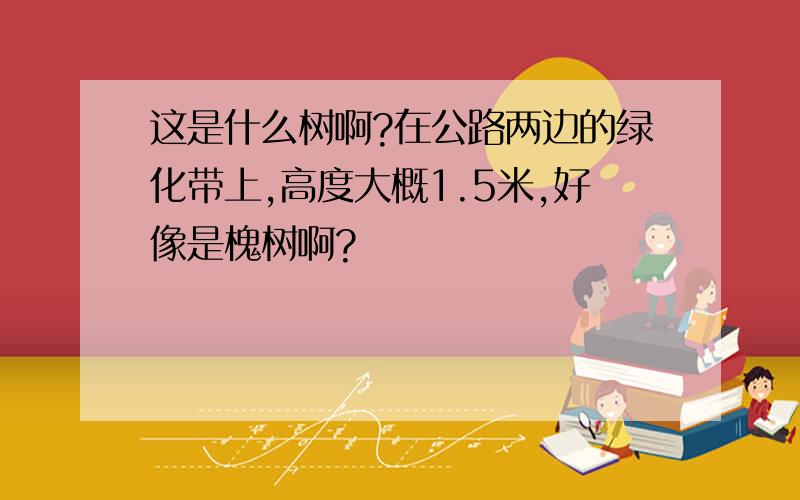 这是什么树啊?在公路两边的绿化带上,高度大概1.5米,好像是槐树啊?