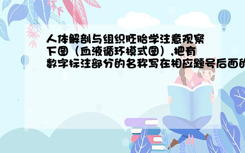 人体解剖与组织胚胎学注意观察下图（血液循环模式图）,把有数字标注部分的名称写在相应题号后面的空白处.