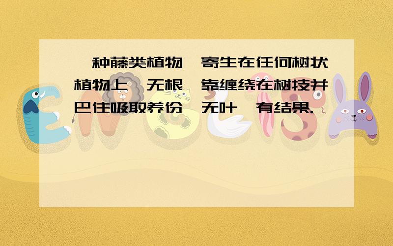 一种藤类植物,寄生在任何树状植物上,无根,靠缠绕在树技并巴住吸取养份,无叶,有结果.