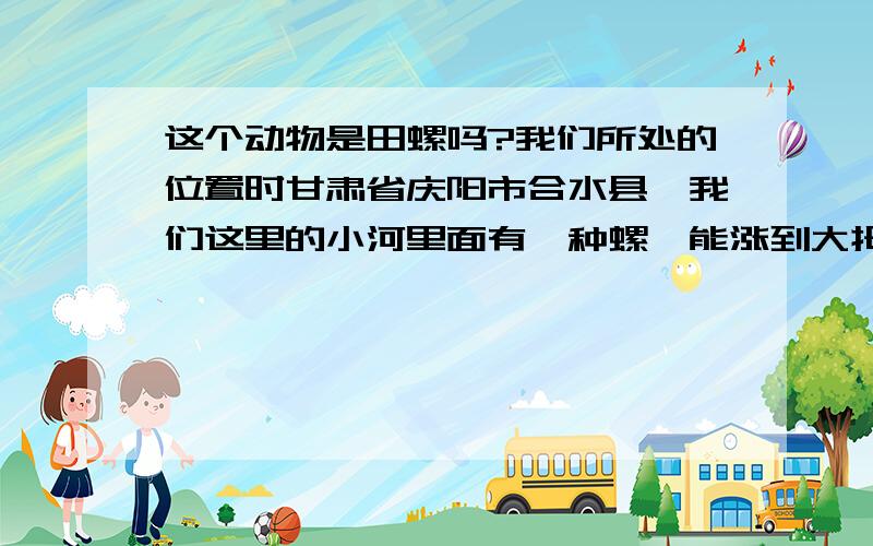 这个动物是田螺吗?我们所处的位置时甘肃省庆阳市合水县,我们这里的小河里面有一种螺,能涨到大拇指那么大,当它的足和头部都出来的时候,呈灰色.很多的人抓它们当作野味来吃,我想问一问