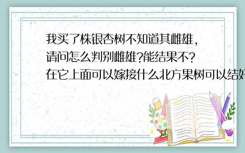 我买了株银杏树不知道其雌雄,请问怎么判别雌雄?能结果不?在它上面可以嫁接什么北方果树可以结好果?