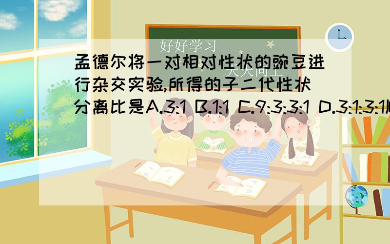 孟德尔将一对相对性状的豌豆进行杂交实验,所得的子二代性状分离比是A.3:1 B.1:1 C.9:3:3:1 D.3:1:3:1顺便说下原因谢谢