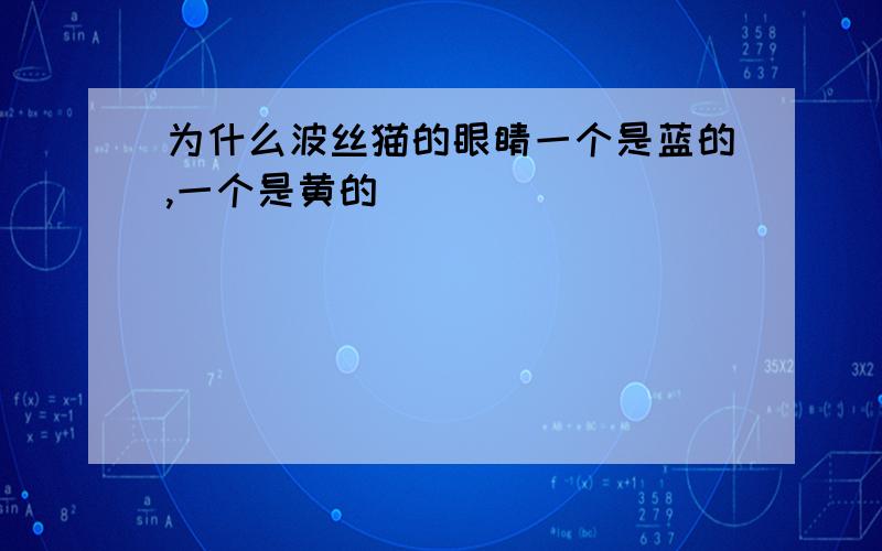 为什么波丝猫的眼睛一个是蓝的,一个是黄的