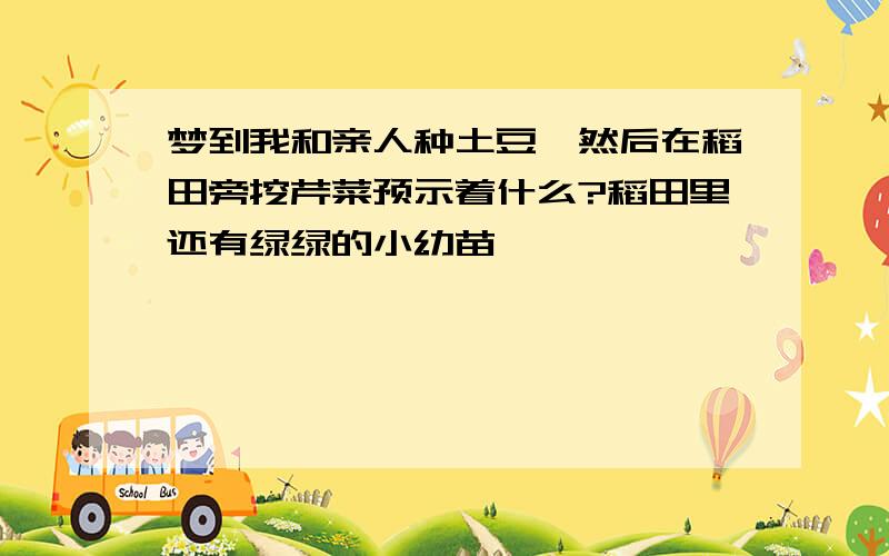 梦到我和亲人种土豆,然后在稻田旁挖芹菜预示着什么?稻田里还有绿绿的小幼苗